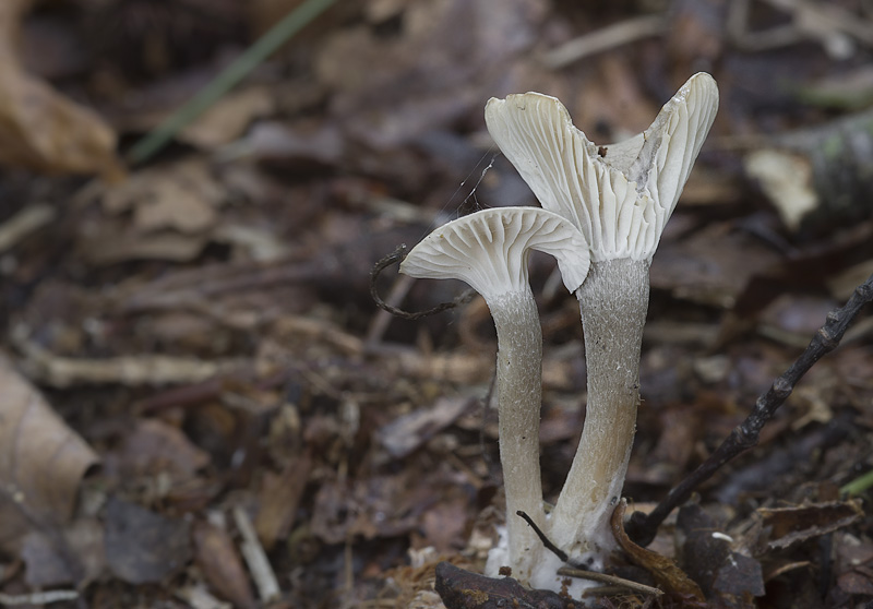 Clitocybe trulliformis